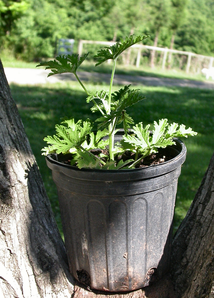 mosquito repelling plant scented geranium garden see